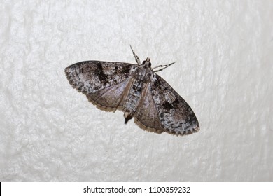 brown house moth images stock photos vectors shutterstock https www shutterstock com image photo common brown house moth seen northern 1100359232