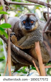 Common brown lemur, Eulemur fulvus, on the tree, in natural habitat, Andasibe - Analamazaotra National Park, Madagascar wildlife