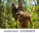 Common brown lemur, Tropical forest jungle in Madagascar island