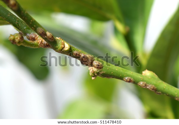 Common brown scales colony sucking citrus sap from\
a infested twig, closeup, mealy bug, insect, common subtropical\
fruit plant pest, insecticide chemical treatment, pest control,\
closeup, copy space