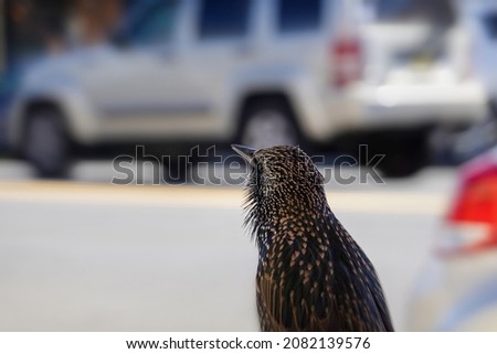 Common brown starling bird standing on the back of a chair with cars and a street in the background