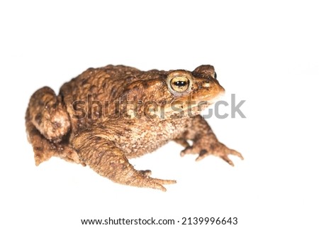 The common brown toad, Bufo bufo