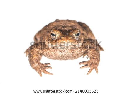 The common brown toad, Bufo bufo