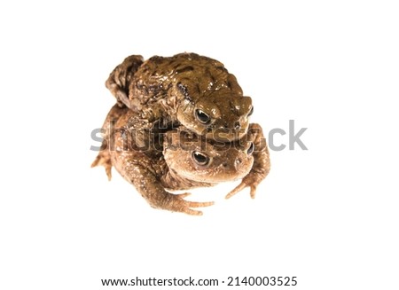 The common brown toad, Bufo bufo