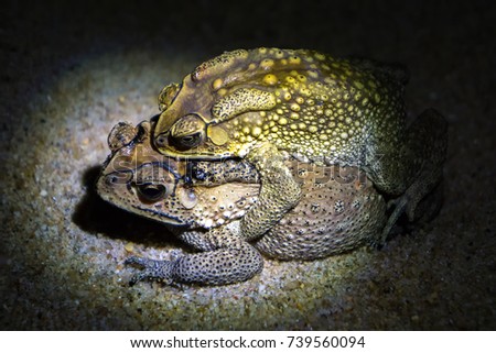Common brown toads reproduce at night, female carrying male on her back, going towards a pond where the eggs are laid