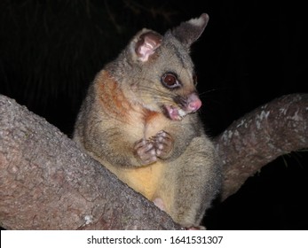 Common Brushtail Possum Eating Fruit