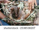 The common brushtail possum is a nocturnal, semiarboreal marsupial of the family Phalangeridae, native to Australia, and the second-largest of the possums.