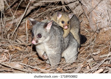 5,448 Possum Images, Stock Photos & Vectors | Shutterstock