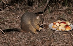 Common Brush-tailed Possum (Trichosurus Vulpecula Vulpecula) Adult Eating Apples In Sub-urban Garden

South-east Queensland, Australia                  March