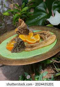 Common Buckeye butterflies caught snacking on oranges and bananas. 