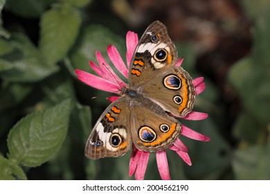 Common Buckeye butterfly, Junonia coenia, Creasey Mahan Nature Preserve, Kentucky
