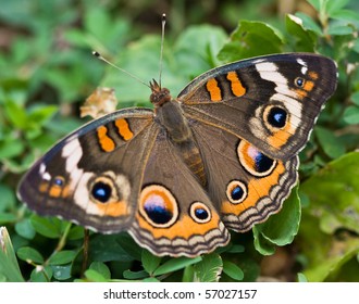 Common Buckeye Butterfly (Junonia coenia).