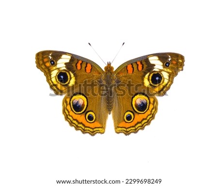 Common buckeye butterfly - Junonia coenia - isolated on white background top dorsal view showing eyespots and beautiful pretty colors