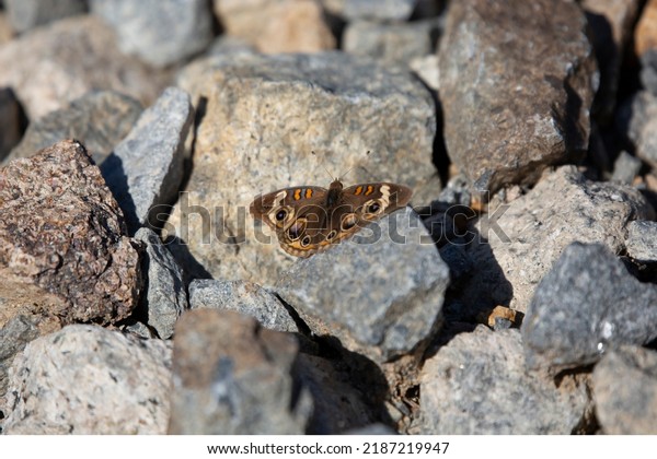 Common buckeye butterfly\
(Junonia coenia) with its wings spread out, resting on gray gravel\
rocks