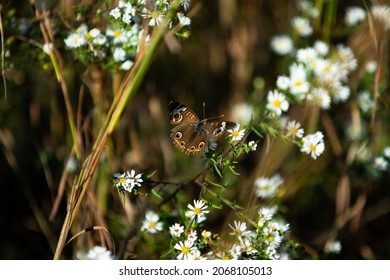 Common Buckeye Butterfly on frost aster. Scientific name: Junonia coenia Hübner.