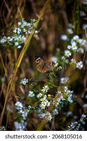Common Buckeye Butterfly on frost aster. Scientific name: Junonia coenia Hübner.