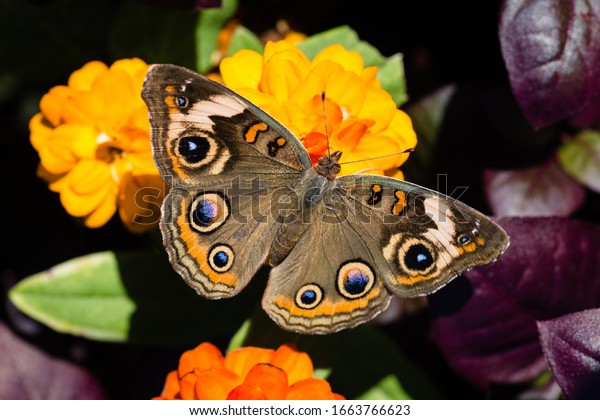 Common Buckeye\
Butterfly on orange\
marigolds
