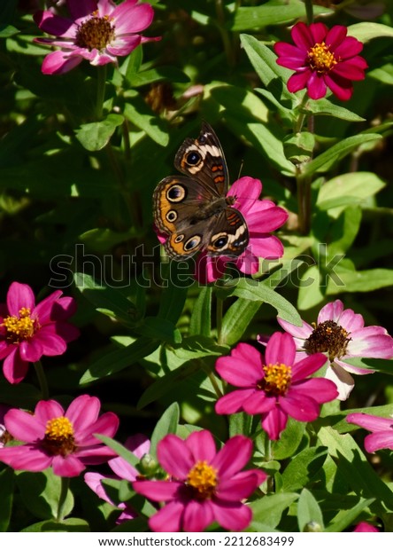Common Buckeye\
butterfly on pink\
zinnias