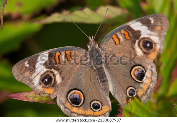 Common\
Buckeye butterfly on plants in Pennsylvania\
