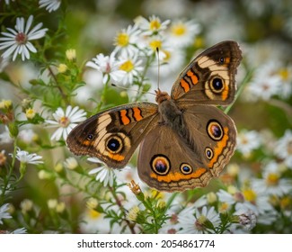 Common Buckeye Butterfly on a white flower