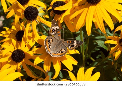 Common Buckeye butterfly sips nectar black eyed susan flowers