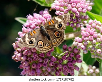A common buckeye butterfly warms its wings white resting on a cluster of pink flowers.
