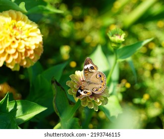 Common Buckeye In Eastern Pennsylvania