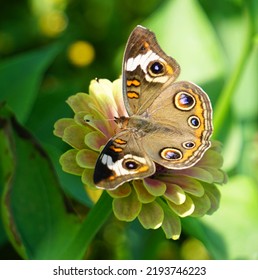 Common Buckeye In Eastern Pennsylvania