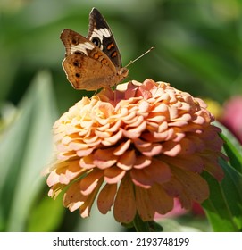 Common Buckeye In Eastern Pennsylvania