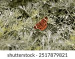 Common Buckeye ( Junonia coenia) in Oklahoma City