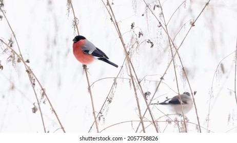 Common Bullfinch In Winter Fishing Line On A Branch