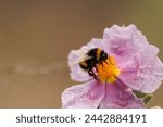 Common bumblebee bombus terrestris feeding and pollinating cistus flower (cistus albidus) in the forest of El Preventorio in Alcoy, Spain