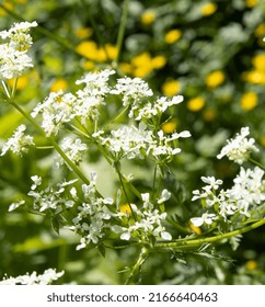 Common Burnet Saxifrage Flower (pipinella  Saxifraga