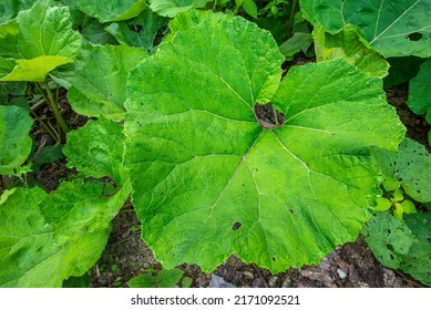 Common Butterbur (Petasites hybridus) with its huge characteristic leaves resembling an umbrellas. Herbal nedicine plant