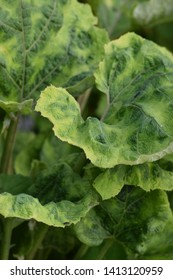 Common Butterbur In The Wild