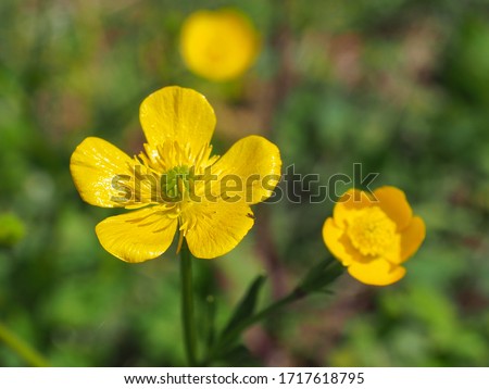 Common Buttercup, bright yellow, small flowers, close up. Meadow Ranunculus acris, is a species of wild, flowering plants in Ranunculaceae family. Fresh, tall buttercup have five overlapping petals.