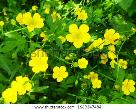 Common Buttercup yellow flowers on green grass background. Ranunculus acris (meadow buttercup, tall buttercup, giant buttercup). Closeup, selective focus