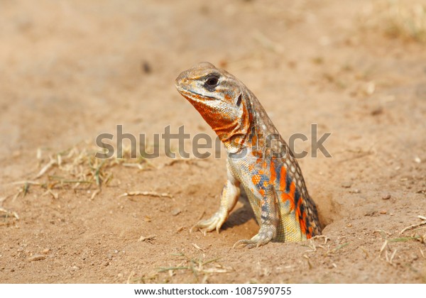 Common Butterfly Lizard Butterfly Agama Leiolepis Stock