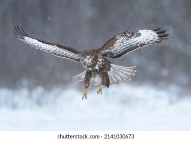 Common Buzzard Bird ( Buteo Buteo )