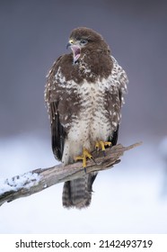 Common Buzzard Bird ( Buteo Buteo )