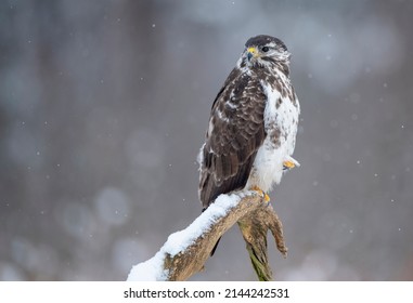 Common Buzzard Bird ( Buteo Buteo )