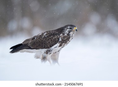 Common Buzzard Bird ( Buteo Buteo )