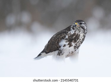 Common Buzzard Bird ( Buteo Buteo )