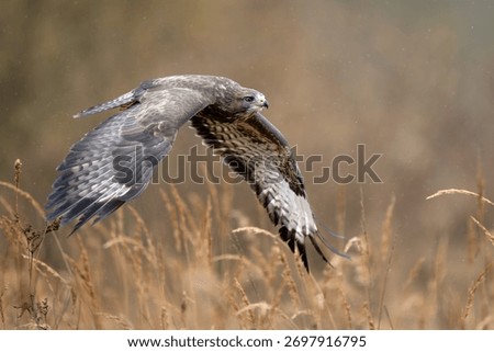 Common buzzard bird ( Buteo buteo )