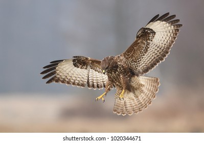 Common Buzzard (Buteo Buteo)