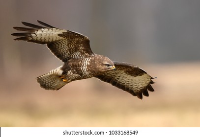 Common Buzzard (Buteo Buteo)