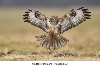 Common Buzzard (Buteo Buteo)