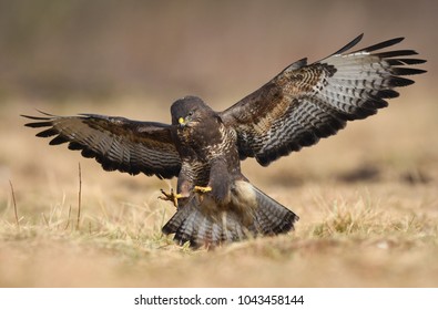 Common Buzzard (Buteo Buteo)