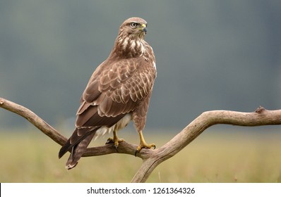 Common Buzzard (Buteo Buteo)