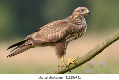 Common Buzzard (Buteo Buteo)